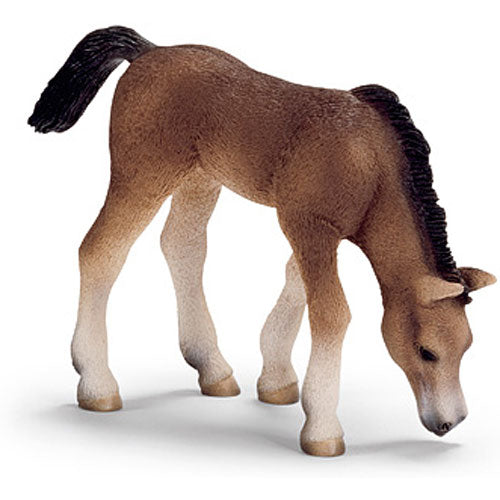 ARABIAN FOAL, GRAZING