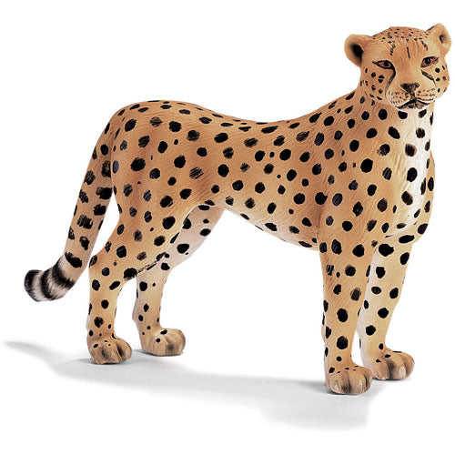 CHEETAH FEMALE