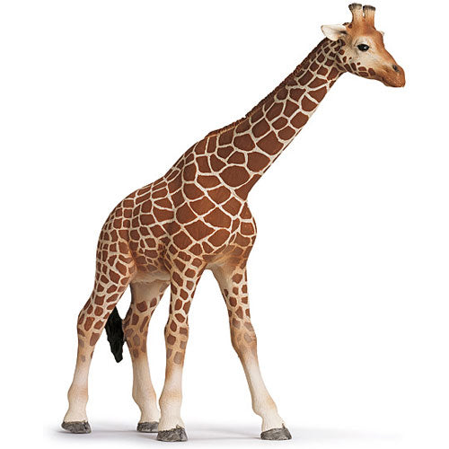 Giraffe Female