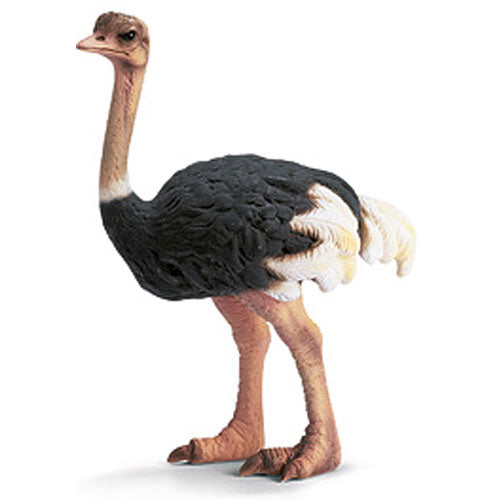 Ostrich