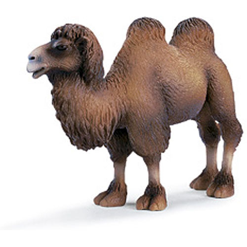 TWO HUMPED CAMEL