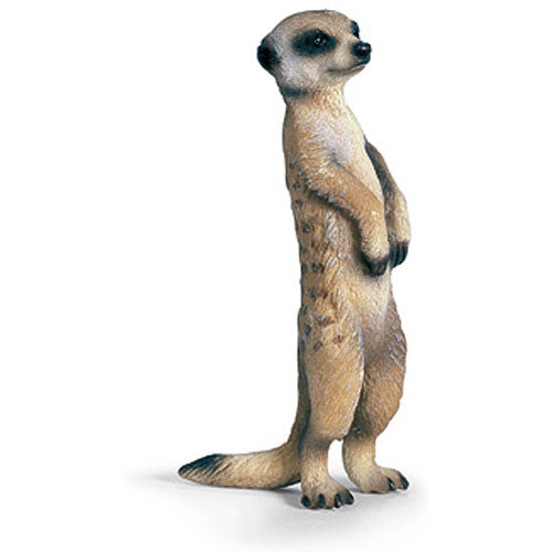 MEERKAT. STANDING