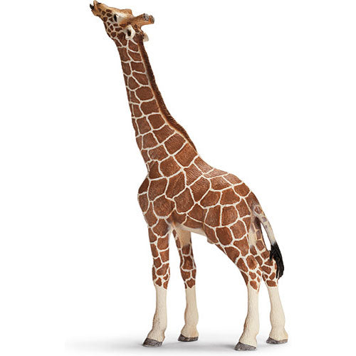 GIRAFFE MALE, EATING