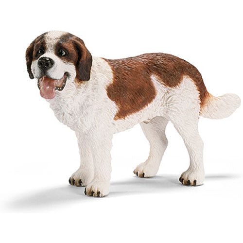 Saint Bernard Male