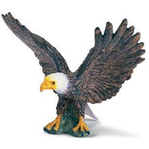 Bald Eagle, SPREAD WINGS