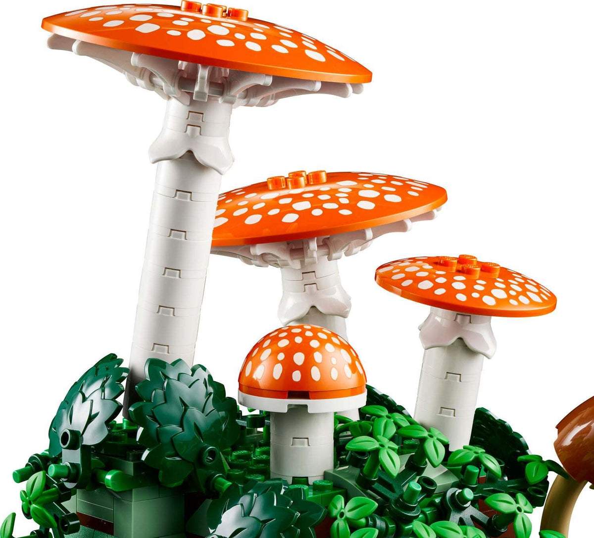 BOTANICALS Woodland Mushrooms