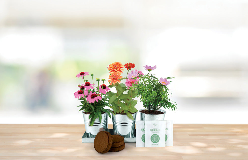 Save the Bees Pollinator Grow Kit