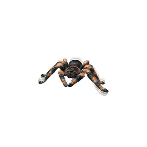 RC Tarantula