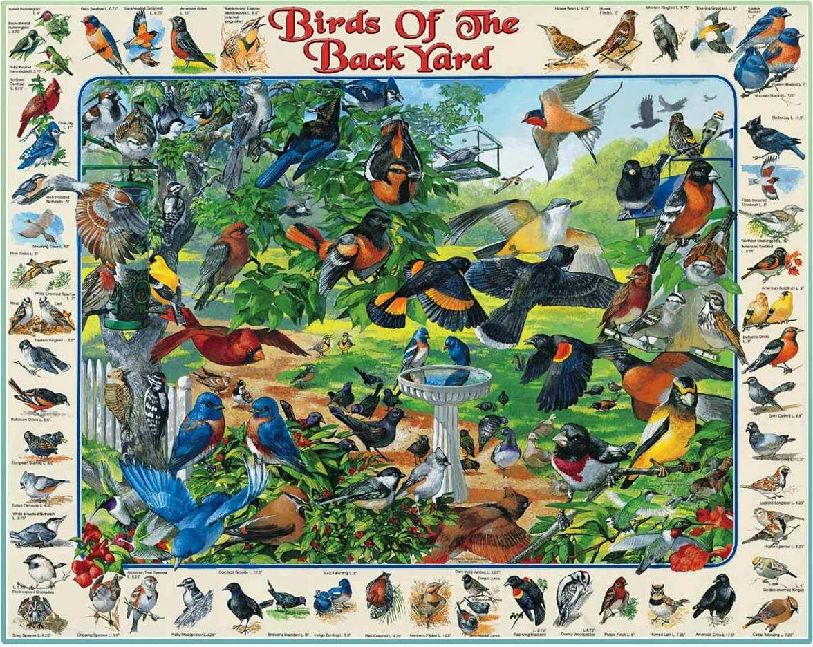 Birds of the Backyard Puzzle 1000pcs