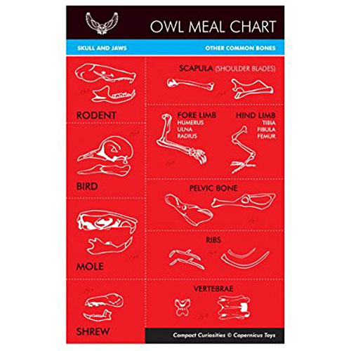 Copernicus Real Owl Pellet