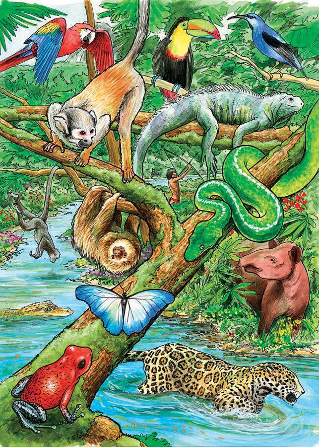 Life in a Tropical Rainforest (tray)