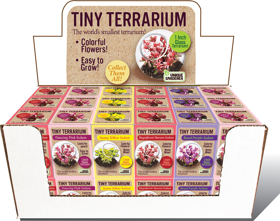 Tiny Terrarium Sedum 36-Unit STOCKED Counter Display