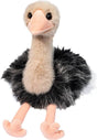 Omar Ostrich