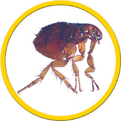 Talking Microscope - Catalog 2011