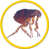 Talking Microscope - Catalog 2011