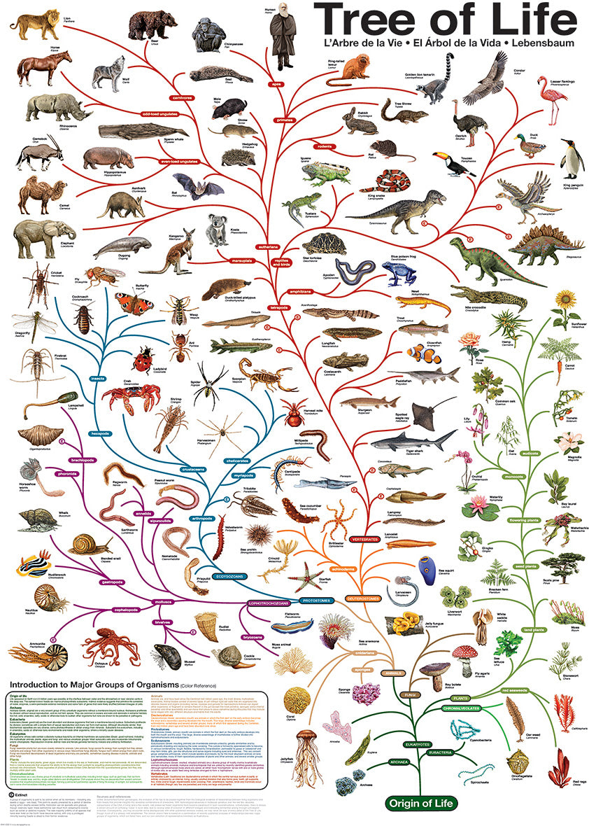 The Evolutionary Tree of Life 1000-Piece Puzzle