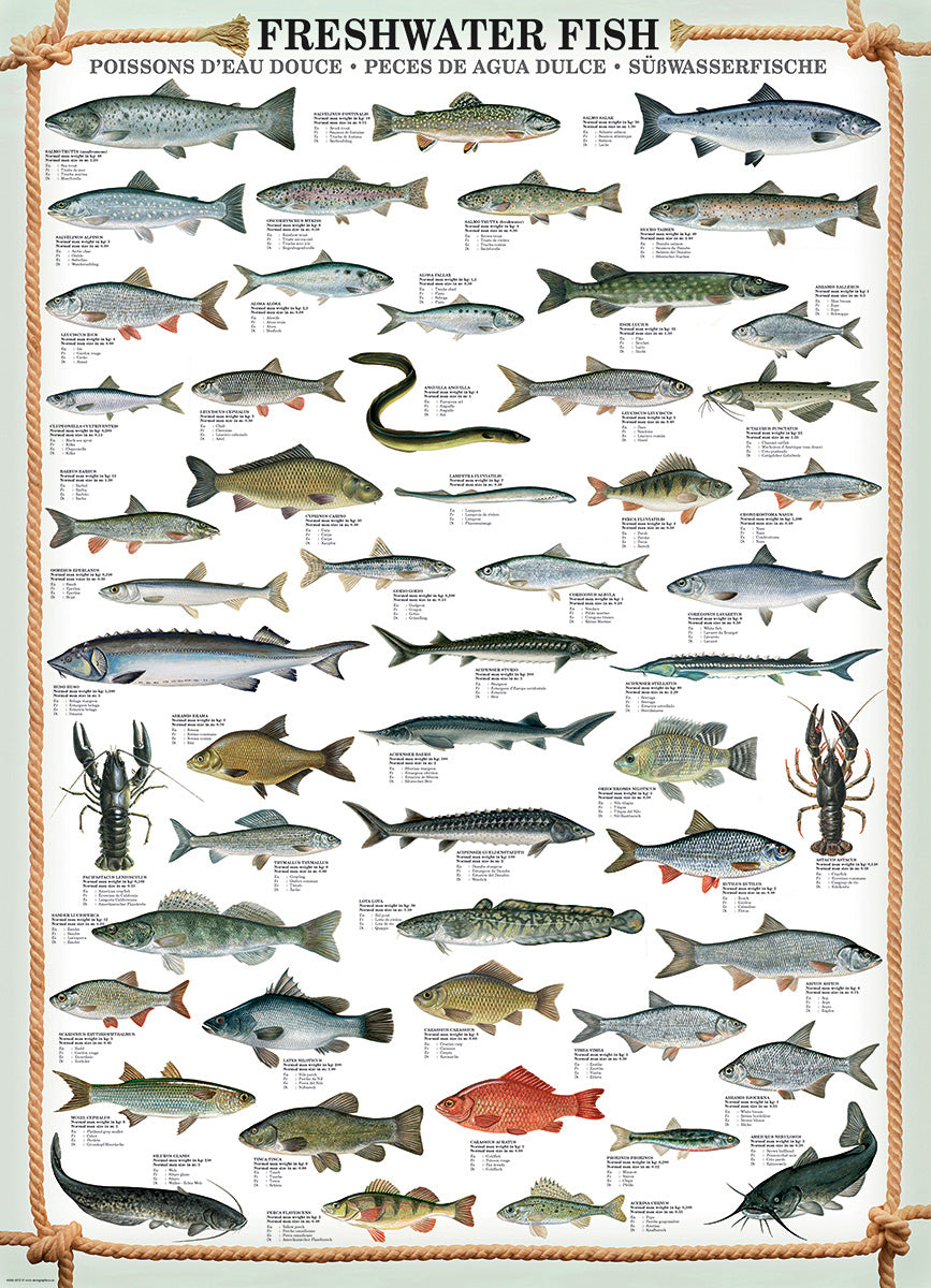 Animal Charts - Freshwater Fish