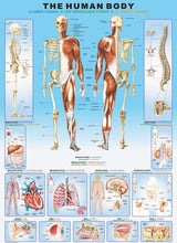 Human Body 1000-Piece Puzzle