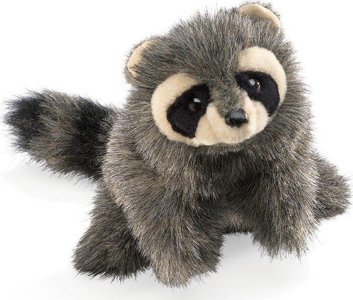 Baby Racoon