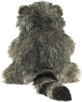 Baby Racoon