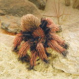 Small Tarantula Puppet