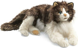 Ragdoll Cat