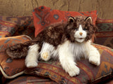 Ragdoll Cat