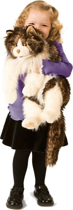 Ragdoll Cat