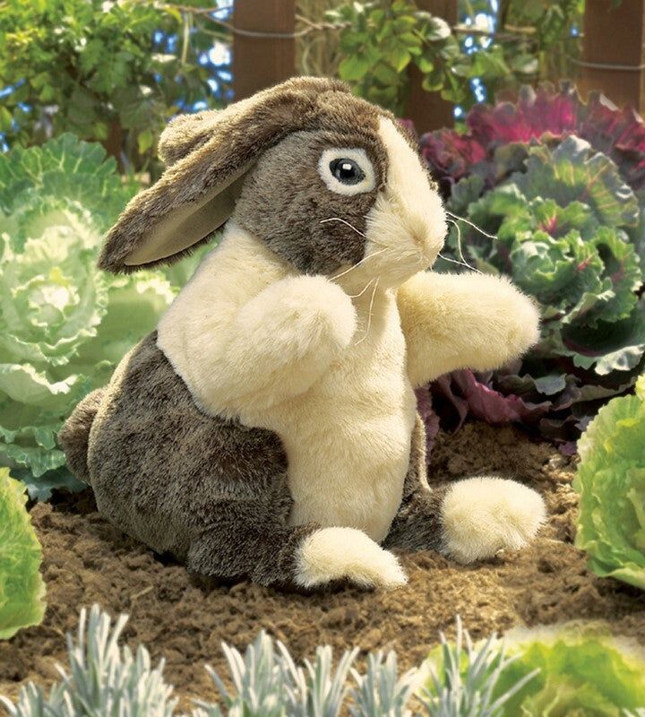 Dutch Rabbit