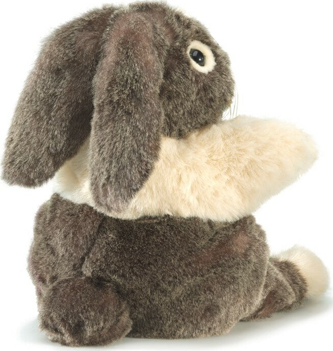 Dutch Rabbit
