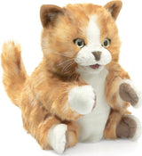 orange tabby kitten