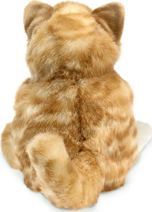 orange tabby kitten