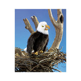 Perched Eagle