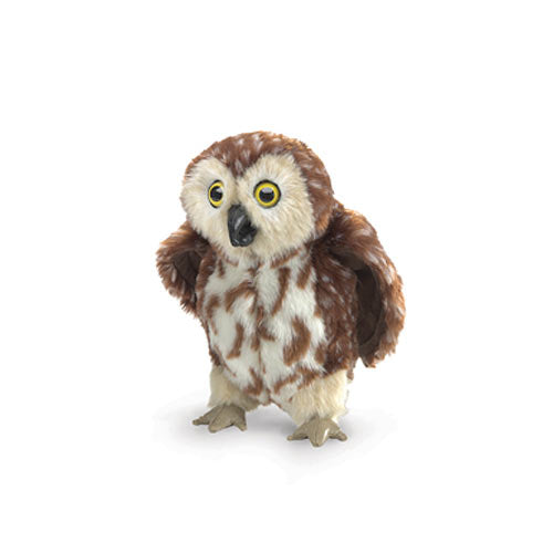 Saw-whet Owl