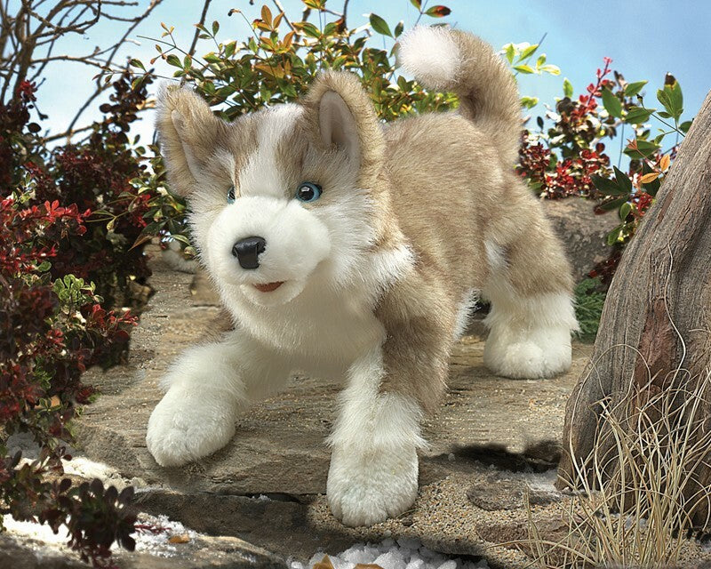Wolf Pup