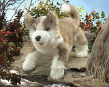 Wolf Pup