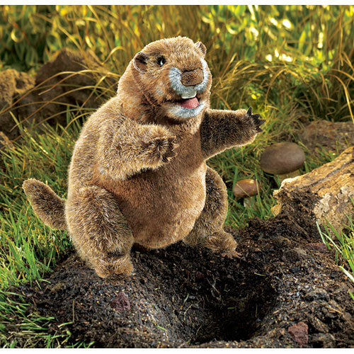 Groundhog
