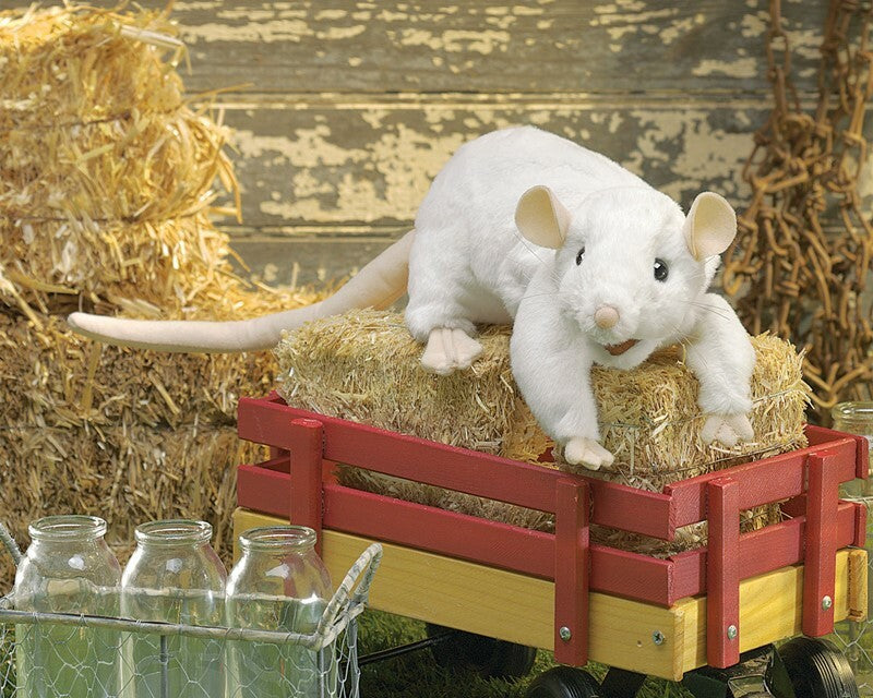White Rat