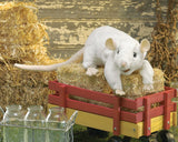 White Rat