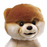 Boo - The World'S Cutest Dog