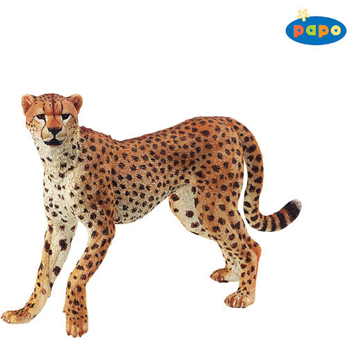 Cheetah