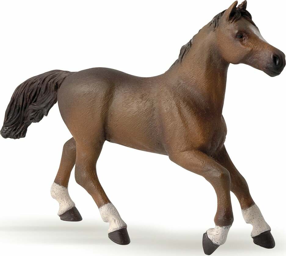 Anglo Arab Mare