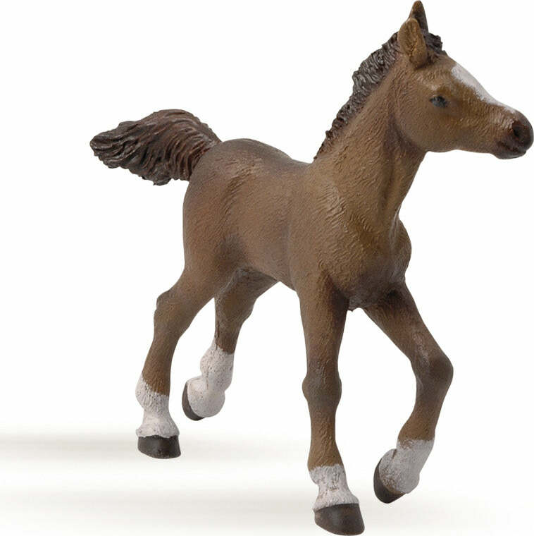 Anglo Arab Foal