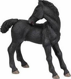 Lipizzaner Foal
