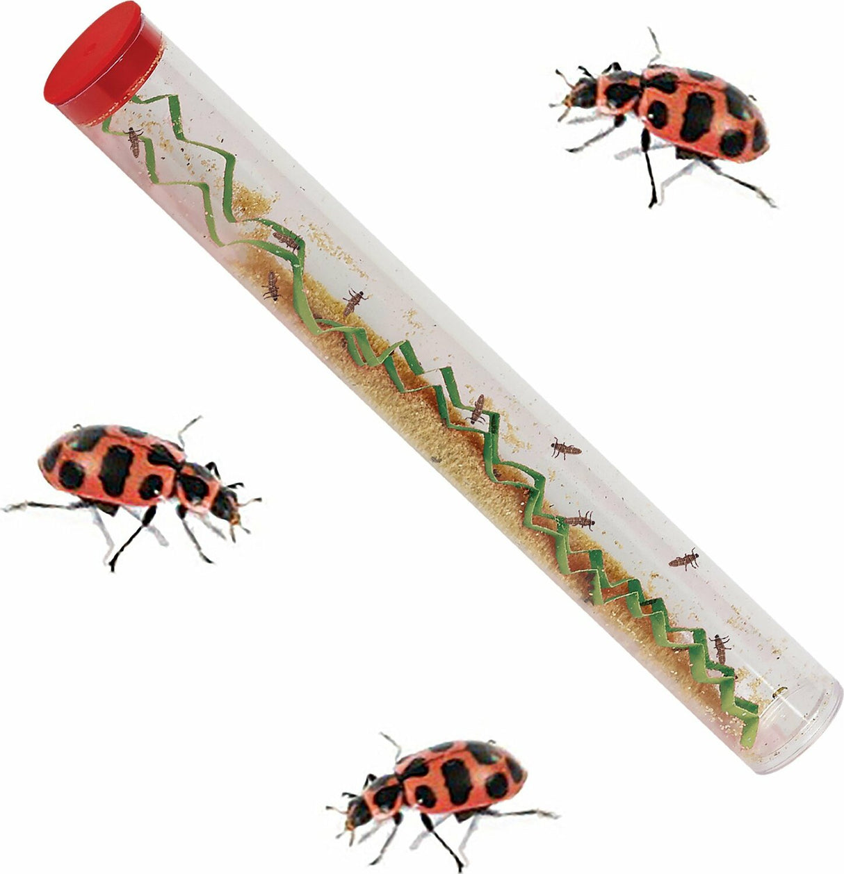 Lady Bug Land