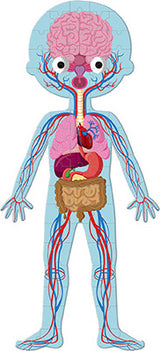 Educational Puzzle-human Body-50,75,100 Pcs