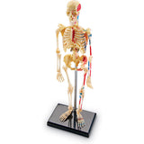 Skeleton Anatomy Model