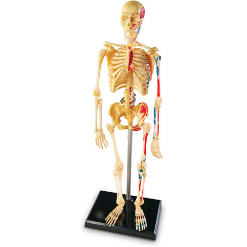Skeleton Anatomy Model