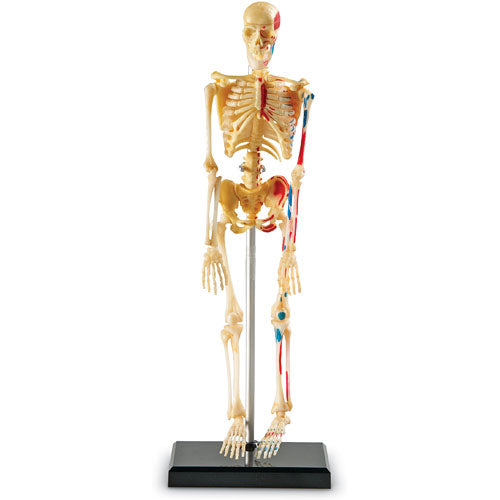 Skeleton Anatomy Model