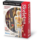 Skeleton Anatomy Model